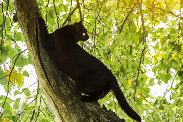 Black bombey cat sharpens claws on a tree branch in spring, summer, nature
