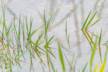 Vegetaci&oacute;n de ribera - Rio Ebro - Flix - Tarragona