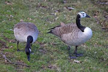 Naklejka na ściany i meble Pair of canadian geese swimming on a small lake. Seen in southern Sweden