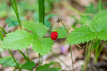 Bush wild strawberries with ripe berries in the summer forest