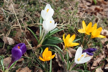 crocus in spring