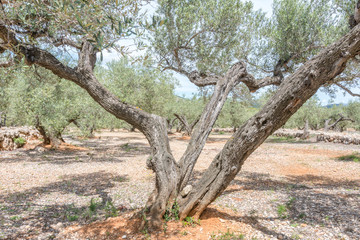 Olivar mediterr&aacute;neo
