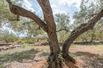 Olivar mediterráneo