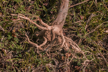 dry root of small tree on green grass in the foreground