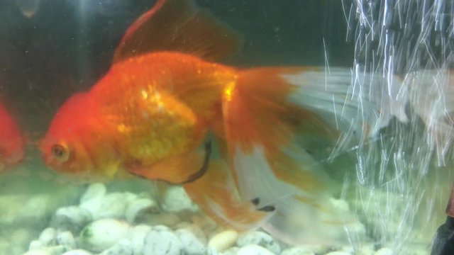 small goldfish swimming in the aquarium
