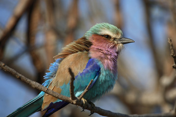 Gabelracke / Lilacbreasted Roller / Coracias caudata