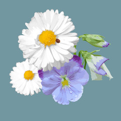 Vector illustration. Buquet of daisy, pansies with ladybug