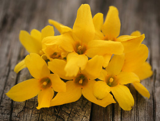 Obraz na płótnie Canvas Forsythia known as spring flower