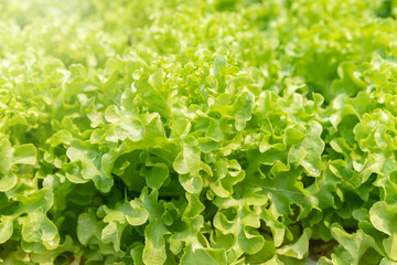 Cultivation hydroponic green oak in plant nursery farm, Organic vegetables.