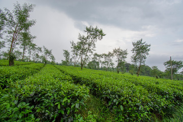 Fototapeta na wymiar Tea Leaf Plantation