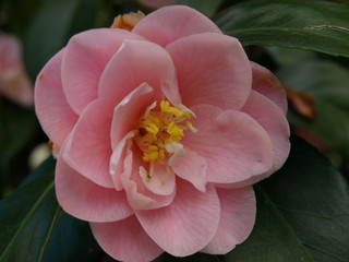 Camelia Jardin Massey Tarbes Hautes Pyrénées Occitanie France