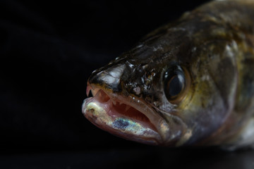 pike perch head close up over black background. Concept - river predatory fish