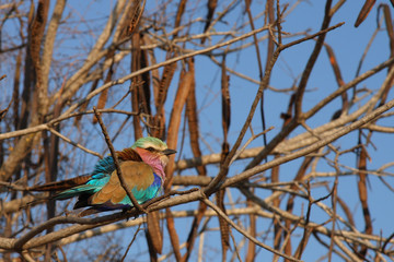 Gabelracke / Lilacbreasted Roller / Coracias caudata