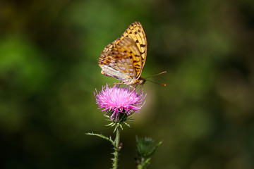Butterfly resting on purple flower