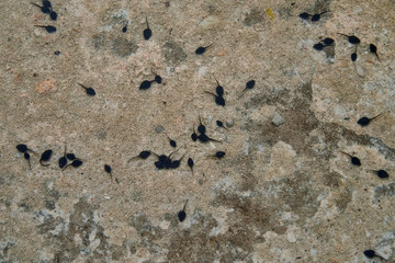 Green toad (Bufotes viridis) tadpoles