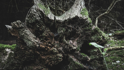 Tree Stump