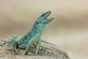 Lagarto ocelado