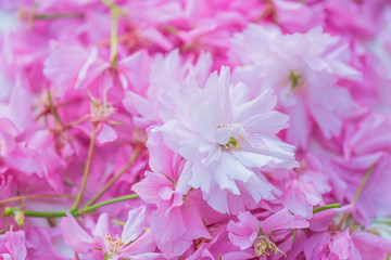 Beautiful sakura blossom close up