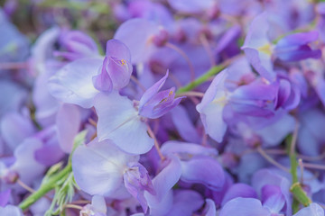 Purple wisteria in bloom close up