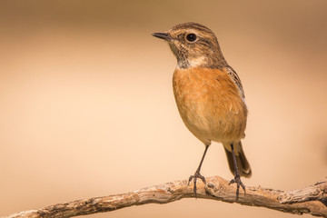 Tarabilla