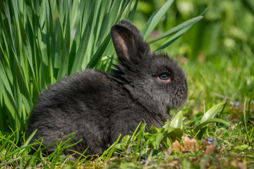 A very young rabbit sitting in the grass