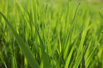 Fototapeta na wymiar Summer grass background