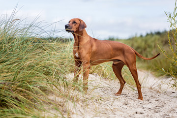 Rhodesian ridgeback dog on the sea shore