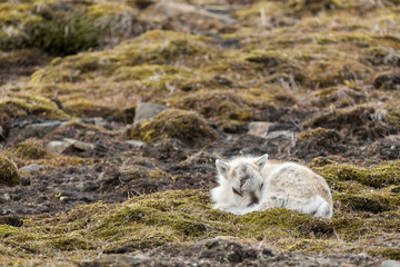Fototapeta premium Svalbard reindeers in their own enviroment.