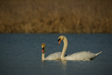 Cisnes
