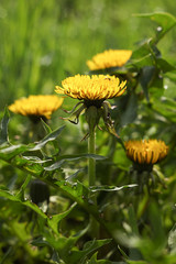 Blooming spring dandelions