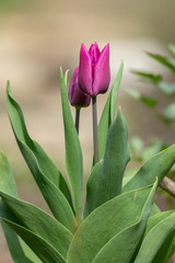 A group of pink tulips in springtime