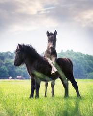 Two little Shetland pony foals playing in the field