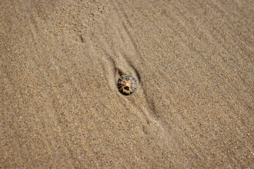 Tiny shell in the sand 