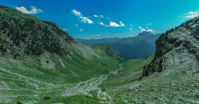 Selva oza