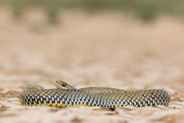 Culebra bastarda