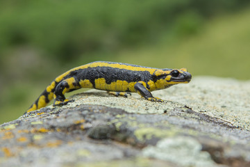 Salamandra