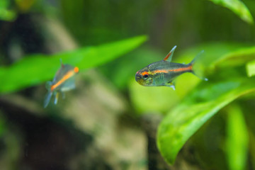 Pack aquarium fish hemigrammus erythrozonus, gracilis.