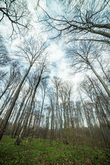 Bright beech forest in the spring, the first flowers.