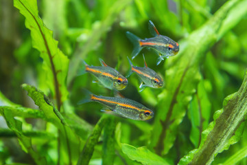 Pack aquarium fish hemigrammus erythrozonus, gracilis. - 260809240