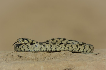 Culebra escalera
