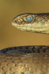 Culebra bastarda