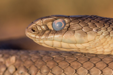 Culebra bastarda