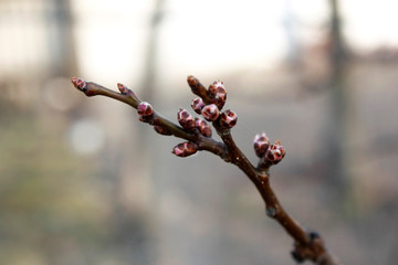 Apricot buds in spring close-up with focus on several individual flowers blurred background