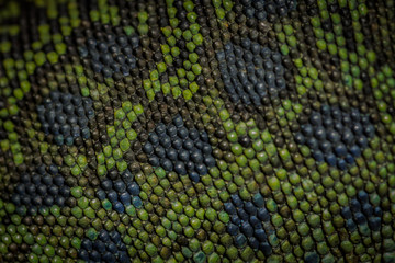 Lagarto ocelado piel