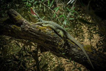 Lagarto ocelado