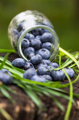 Wild blueberry put on wooden table with copy space for background, selective focus. Blueberry is healthy and delicious fruits which have high antioxidant and vitamin C. Healthy and delicious blueberry