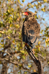 Gaukler / Bateleur / Terathopius ecaudatus