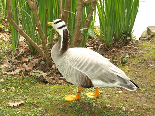 Oie à tête barrée Anser indicus anatidé