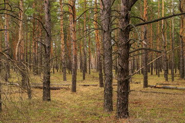 thick pine forest. Russian landscape