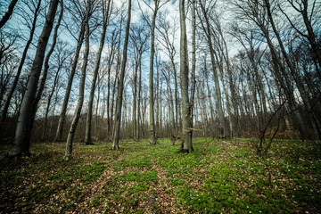 Bright beech forest in the spring, the first flowers.